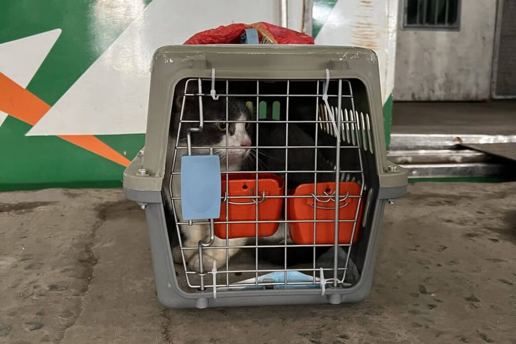 KAI Logistik Kirim Lebih dari 5.200 Hewan Peliharaan selama Periode Nataru